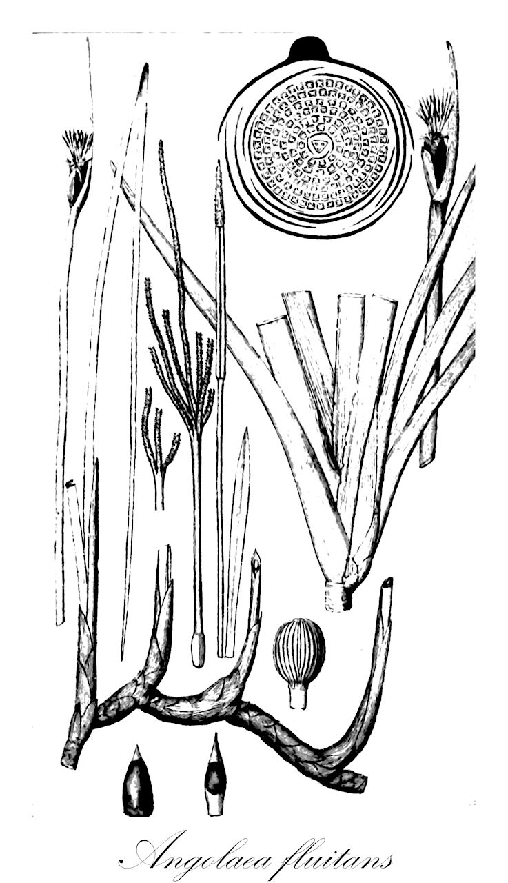 Angolaea fluitans - Podostemaceae,Plantae,Pteridobiotina,Angiosperms,Malpighiales,Podostemaceae,Angolaea,Angolaea fluitans