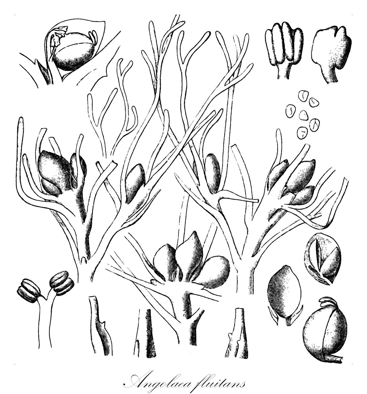 Angolaea fluitans - Podostemaceae,Plantae,Pteridobiotina,Angiosperms,Malpighiales,Podostemaceae,Angolaea,Angolaea fluitans
