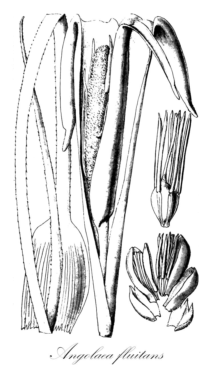 Angolaea fluitans - Podostemaceae,Plantae,Pteridobiotina,Angiosperms,Malpighiales,Podostemaceae,Angolaea,Angolaea fluitans