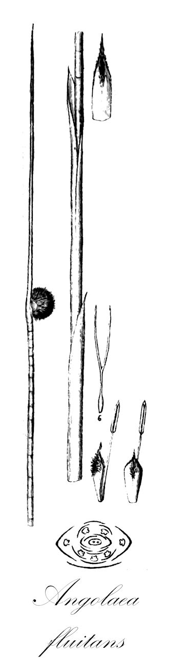 Angolaea fluitans - Podostemaceae,Plantae,Pteridobiotina,Angiosperms,Malpighiales,Podostemaceae,Angolaea,Angolaea fluitans
