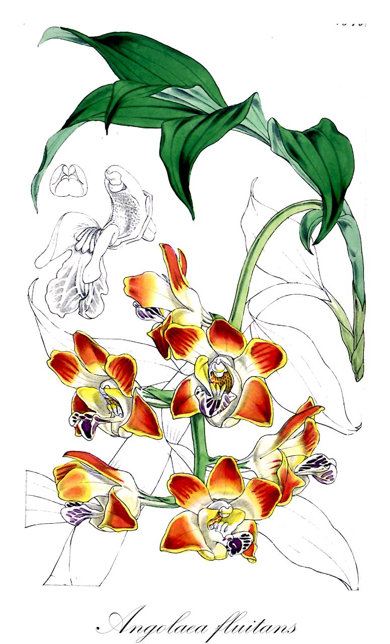 Angolaea fluitans - Podostemaceae,Plantae,Pteridobiotina,Angiosperms,Malpighiales,Podostemaceae,Angolaea,Angolaea fluitans