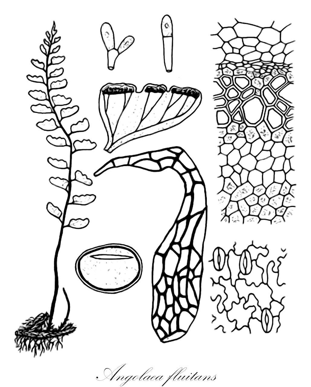 Angolaea fluitans - Podostemaceae,Plantae,Pteridobiotina,Angiosperms,Malpighiales,Podostemaceae,Angolaea,Angolaea fluitans