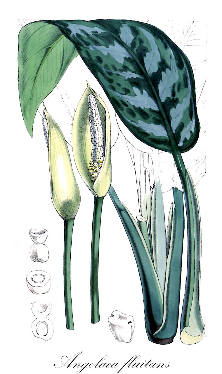 Angolaea fluitans - Podostemaceae,Plantae,Pteridobiotina,Angiosperms,Malpighiales,Podostemaceae,Angolaea,Angolaea fluitans