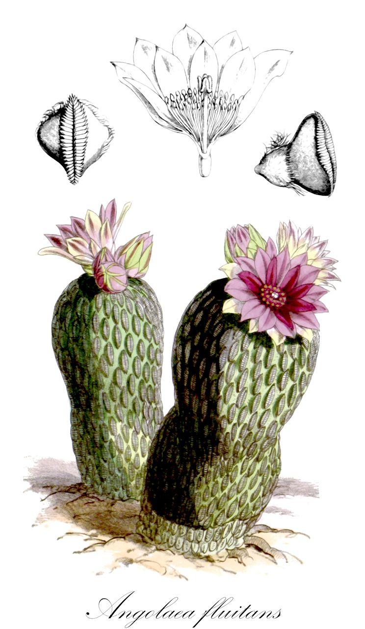 Angolaea fluitans - Podostemaceae,Plantae,Pteridobiotina,Angiosperms,Malpighiales,Podostemaceae,Angolaea,Angolaea fluitans