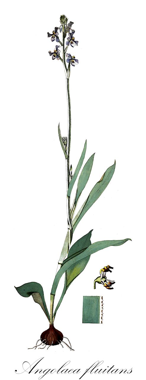Angolaea fluitans - Podostemaceae,Plantae,Pteridobiotina,Angiosperms,Malpighiales,Podostemaceae,Angolaea,Angolaea fluitans