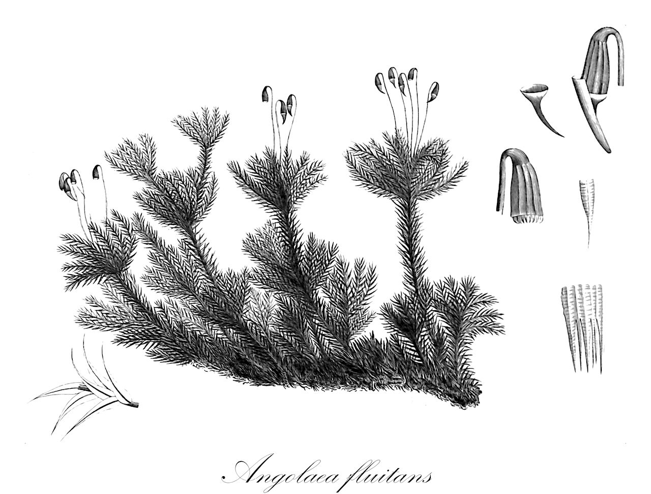 Angolaea fluitans - Podostemaceae,Plantae,Pteridobiotina,Angiosperms,Malpighiales,Podostemaceae,Angolaea,Angolaea fluitans