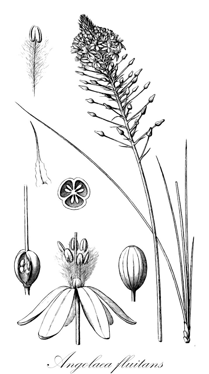 Angolaea fluitans - Podostemaceae,Plantae,Pteridobiotina,Angiosperms,Malpighiales,Podostemaceae,Angolaea,Angolaea fluitans