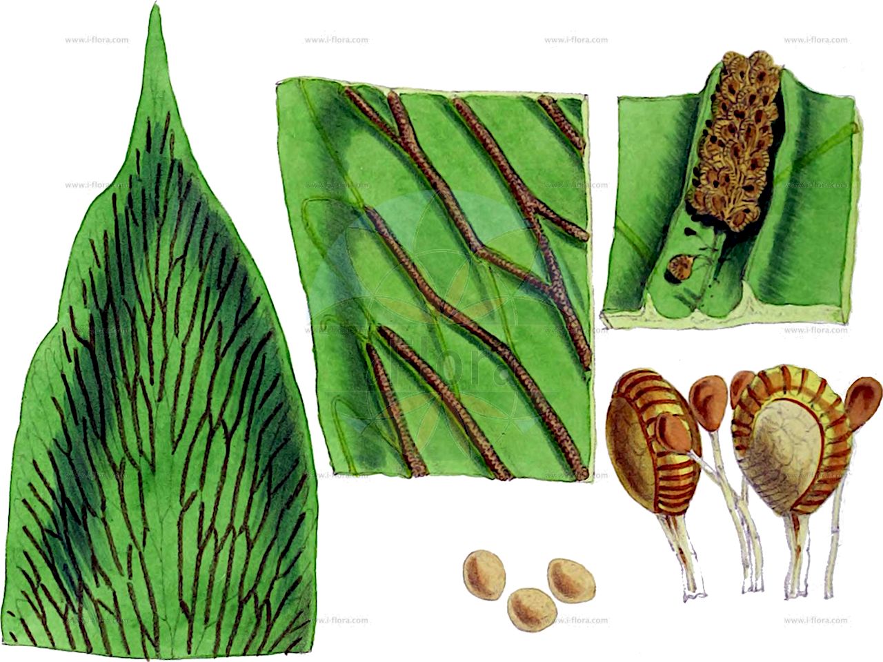 Angolaea fluitans - Podostemaceae,Plantae,Pteridobiotina,Angiosperms,Malpighiales,Podostemaceae,Angolaea,Angolaea fluitans