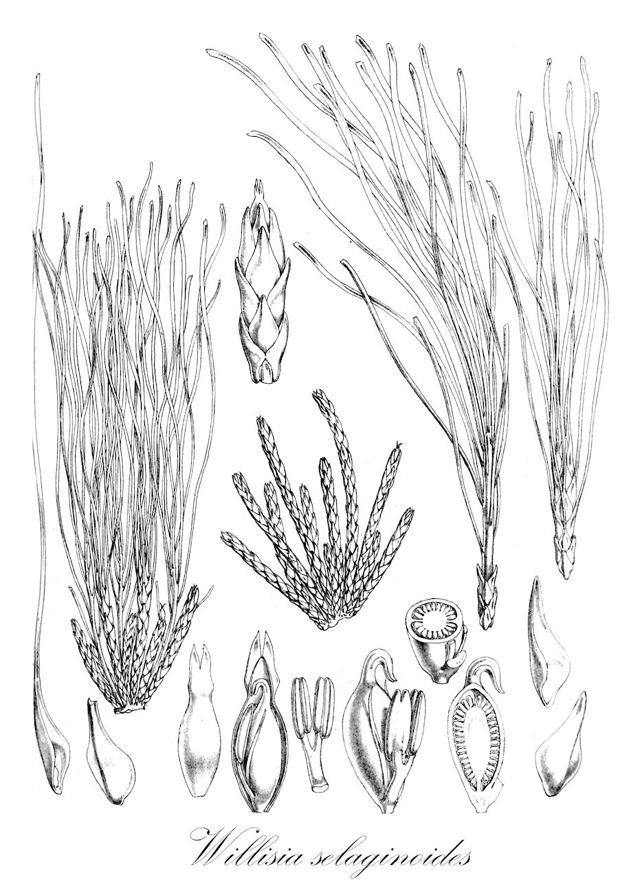 Willisia selaginoides - Podostemaceae,Plantae,Pteridobiotina,Angiosperms,Malpighiales,Podostemaceae,Willisia,Willisia selaginoides,Dicraeia selagnoides, Mniopsis selaginoides, Podostemum selaginoides, Podostemum selaginoides