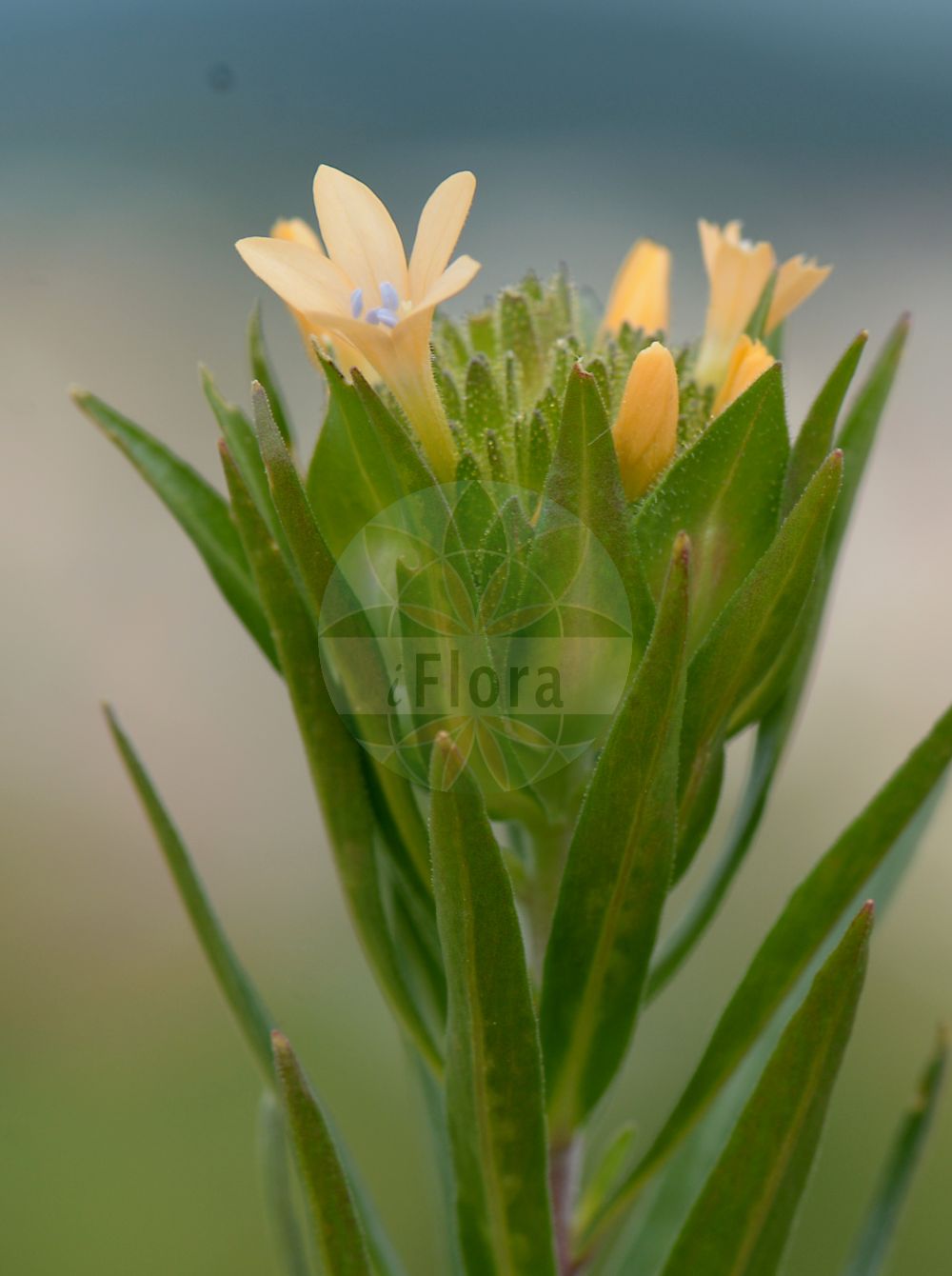 Collomia grandiflora - Polemoniaceae,Plantae,Pteridobiotina,Angiosperms,Ericales,Polemoniaceae,Collomia,Collomia grandiflora,Collomia grandiflora f. axillaris, Collomia grandiflora f. cryptantha, Collomia grandiflora f. diffusa, Collomia grandiflora f. scabra, Collomia grandiflora f. tenuiflora, Collomia grandiflora prol. europaea, Collomia grandiflora subsp. diffusa, Collomia grandiflora var. axillaris, Collomia grandiflora var. cryptantha, Collomia grandiflora var. cryptantha, Collomia grandiflora var. diffusa, Collomia grandiflora var. tenuiflora, Collomia scabra, Gilia grandiflora, Gilia grandiflora var. axillaris, Gilia grandiflora var. diffusa,Großblütige Leimsaat;Leimsaat;Großblumige Leimsaat;Kollomie;grand collomia;large-flower collomia;collomia linéaire;collomia lineare;collomia;колломия крупноцветковая;limfrö;kollomia głowkowata;kollomia wielkokwiatowa;slizatka velkokvětá;lepkavka velkokvetá