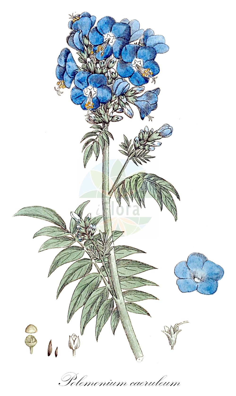 Polemonium caeruleum - Polemoniaceae,Plantae,Pteridobiotina,Angiosperms,Ericales,Polemoniaceae,Polemonium,Polemonium caeruleum,Polemonium caeruleum f. vulgare, Polemonium caeruleum var. caeruleum, Polemonium coeruleum subsp. vulgare, Polemonium coeruleum var. vulgare, Polemonium elatum