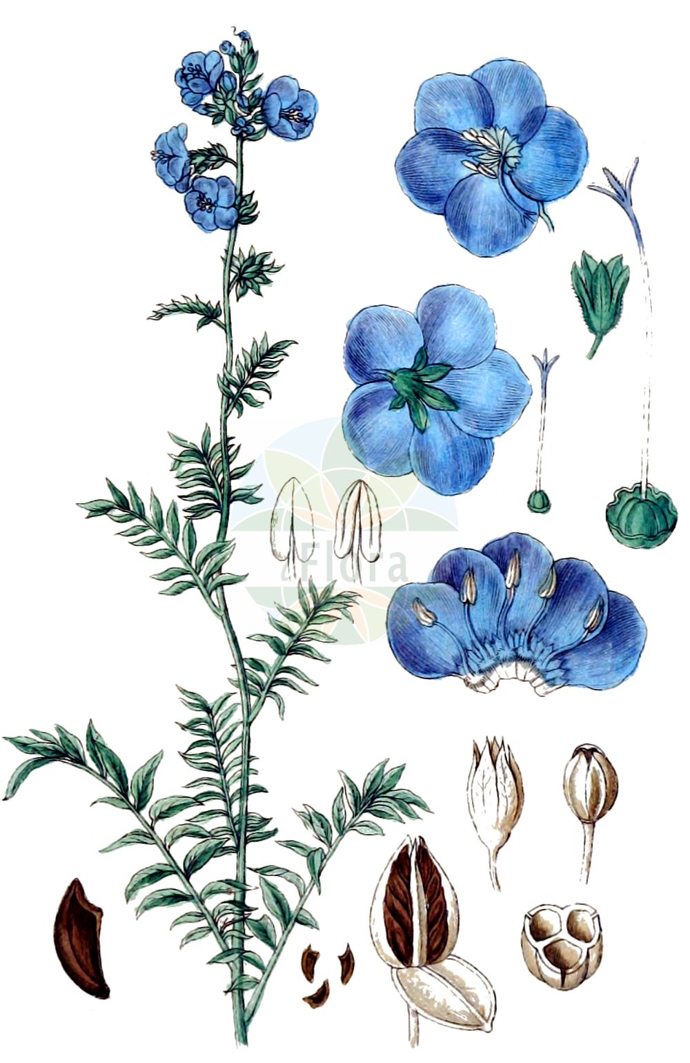 Polemonium caeruleum - Polemoniaceae,Plantae,Pteridobiotina,Angiosperms,Ericales,Polemoniaceae,Polemonium,Polemonium caeruleum,Polemonium caeruleum f. vulgare, Polemonium caeruleum var. caeruleum, Polemonium coeruleum subsp. vulgare, Polemonium coeruleum var. vulgare, Polemonium elatum