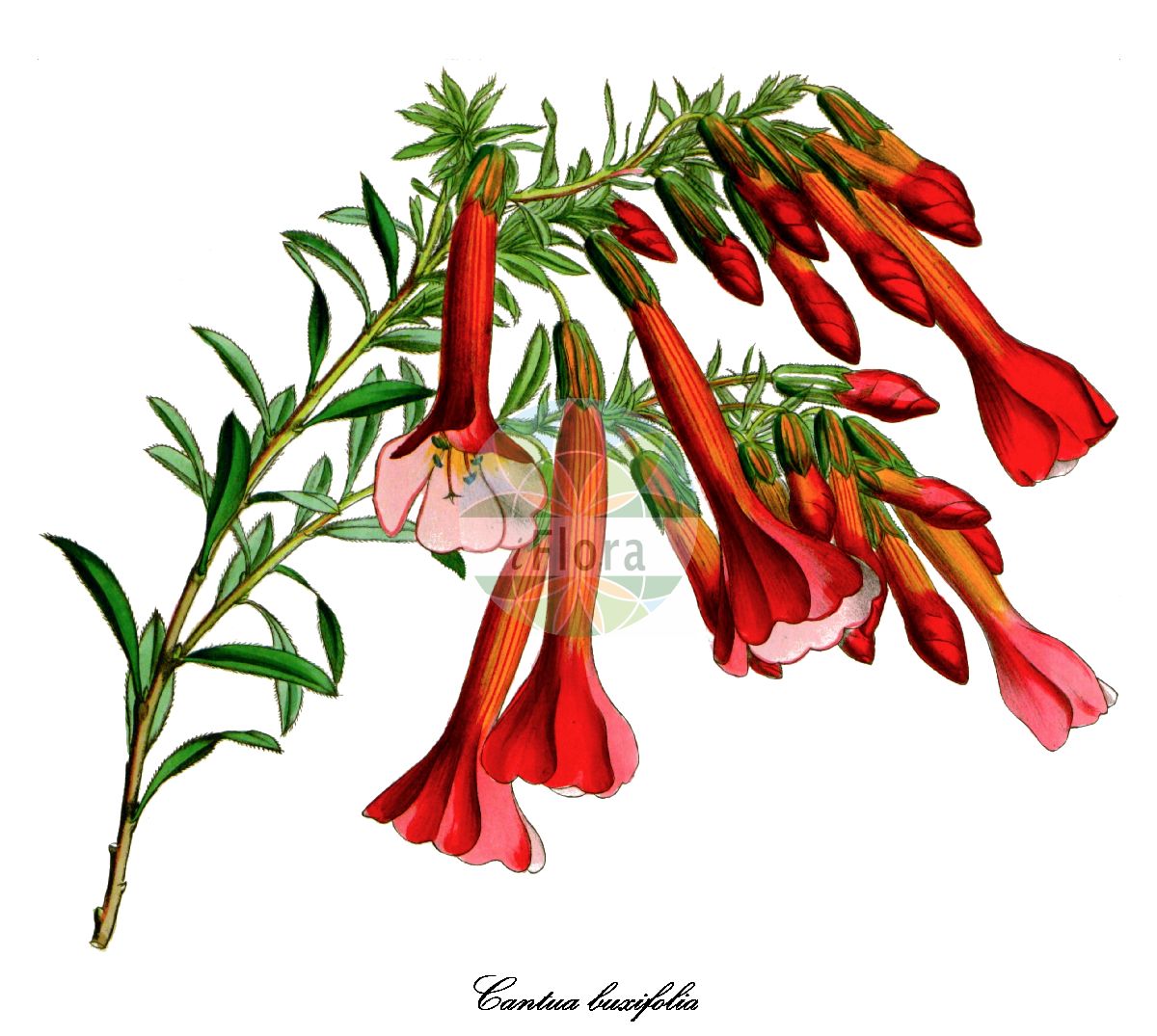 Cantua buxifolia - Polemoniaceae,Plantae,Pteridobiotina,Angiosperms,Ericales,Polemoniaceae,Cantua,Cantua buxifolia,Cantua dependens, Periphragmos dependens,Blume der Inka;Heilige Blume der Inka