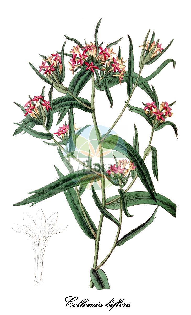 Collomia biflora - Polemoniaceae,Plantae,Pteridobiotina,Angiosperms,Ericales,Polemoniaceae,Collomia,Collomia biflora,Collomia biflora var. erythaeoides, Collomia biflora var. lateritia, Collomia biflora var. soehrensii, Collomia cavanillesii, Collomia cavanillesii f. coccinea, Collomia cavanillesii f. lateritia, Collomia cavanillesii f. soehrensii, Collomia cavanillesii f. stenosiphon, Collomia cavanillesii f. unidentata, Collomia coccinea, Collomia erythraeoides, Collomia lateritia, Collomia linearis, Collomia linearis f. coccinea, Collomia linearis f. lateritia, Collomia linearis f. soehrensii, Collomia linearis f. stenosiphon, Collomia linearis f. unidentata, Collomia parviflora, Collomia soehrensi, Collomia stenosiphon, Gilia biflora, Navarretia biflora, Navarretia erythraeodes, Navarretia stenosiphon, Phlox biflora, Phlox linearis, Phlox unidentata, Polemonium biflorum,Scharlachrote Leimsaat