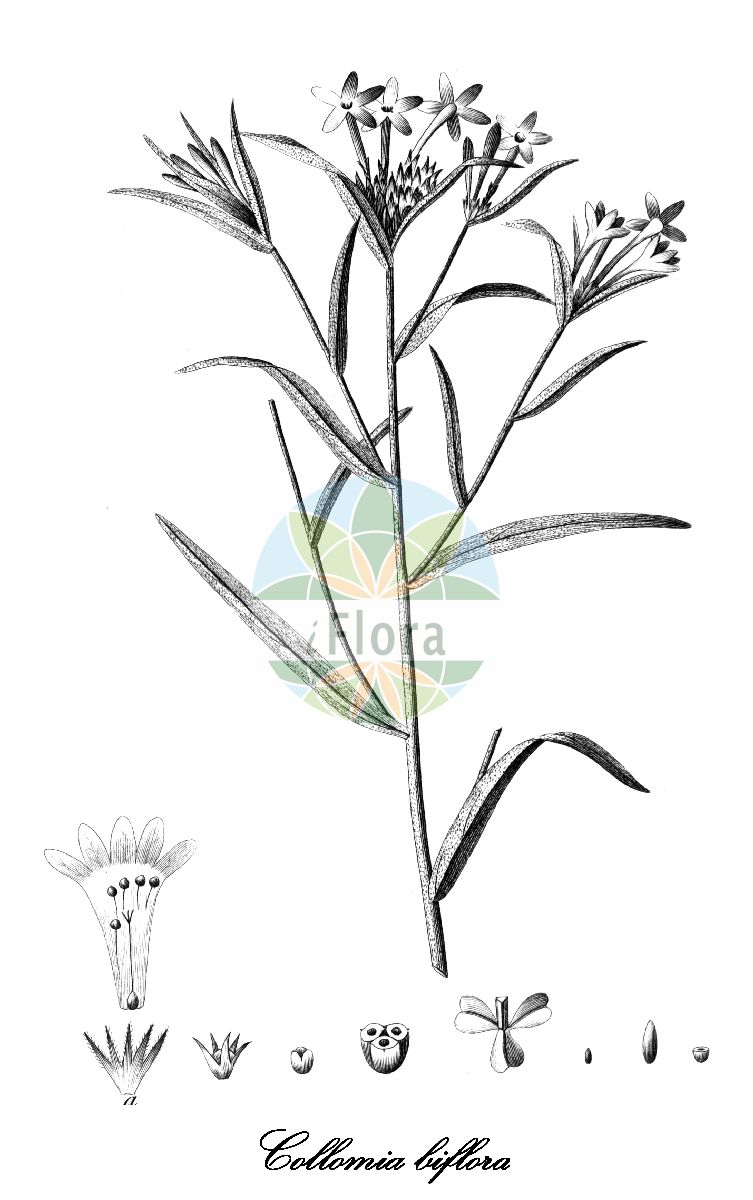 Collomia biflora - Polemoniaceae,Plantae,Pteridobiotina,Angiosperms,Ericales,Polemoniaceae,Collomia,Collomia biflora,Collomia biflora var. erythaeoides, Collomia biflora var. lateritia, Collomia biflora var. soehrensii, Collomia cavanillesii, Collomia cavanillesii f. coccinea, Collomia cavanillesii f. lateritia, Collomia cavanillesii f. soehrensii, Collomia cavanillesii f. stenosiphon, Collomia cavanillesii f. unidentata, Collomia coccinea, Collomia erythraeoides, Collomia lateritia, Collomia linearis, Collomia linearis f. coccinea, Collomia linearis f. lateritia, Collomia linearis f. soehrensii, Collomia linearis f. stenosiphon, Collomia linearis f. unidentata, Collomia parviflora, Collomia soehrensi, Collomia stenosiphon, Gilia biflora, Navarretia biflora, Navarretia erythraeodes, Navarretia stenosiphon, Phlox biflora, Phlox linearis, Phlox unidentata, Polemonium biflorum,Scharlachrote Leimsaat
