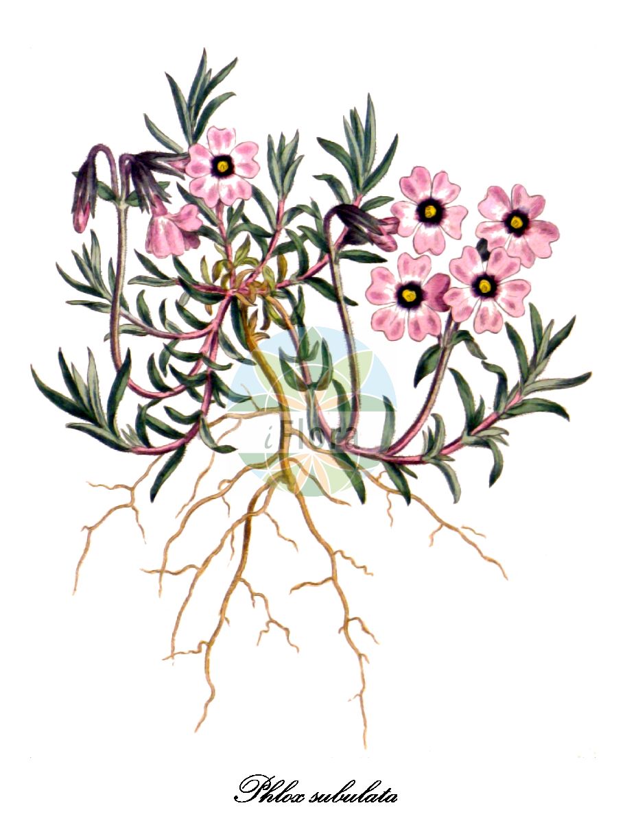 Phlox subulata - Polemoniaceae,Plantae,Pteridobiotina,Angiosperms,Ericales,Polemoniaceae,Phlox,Phlox subulata,Armeria subulata, Phlox aristata, Phlox brittonii, Phlox setacea, Phlox setacea var. subulata, Phlox subulata f. albiflora, Phlox subulata f. australis, Phlox subulata f. candidula, Phlox subulata f. subulata, Phlox subulata subsp. australis, Phlox subulata subsp. brittonii, Phlox subulata subsp. eu-subulata, Phlox subulata subsp. setacea, Phlox subulata var. australis, Phlox subulata var. brittonii, Phlox subulata var. ciliata, Phlox subulata var. ciliata, Phlox subulata var. latifolia, Phlox subulata var. setacea, Phlox subulata var. subulata,Moos-Phlox;Phlox mousse;borstelvlambloem;floks szydłasty;płomyk szydłasty;mosufurokkusu;shipazakura;シパザクラ;モスフロックス;árlevelű lángvirág;plamenka šídlovitá;flox šidlolistý