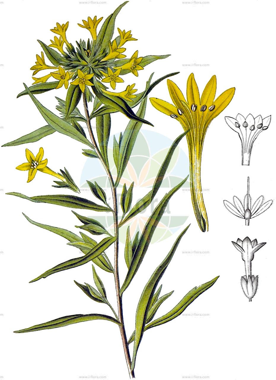 Collomia grandiflora - Polemoniaceae,Plantae,Pteridobiotina,Angiosperms,Ericales,Polemoniaceae,Collomia,Collomia grandiflora,Collomia grandiflora f. axillaris, Collomia grandiflora f. cryptantha, Collomia grandiflora f. diffusa, Collomia grandiflora f. scabra, Collomia grandiflora f. tenuiflora, Collomia grandiflora prol. europaea, Collomia grandiflora subsp. diffusa, Collomia grandiflora var. axillaris, Collomia grandiflora var. cryptantha, Collomia grandiflora var. cryptantha, Collomia grandiflora var. diffusa, Collomia grandiflora var. tenuiflora, Collomia scabra, Gilia grandiflora, Gilia grandiflora var. axillaris, Gilia grandiflora var. diffusa,Großblütige Leimsaat;Leimsaat;Großblumige Leimsaat;Kollomie;grand collomia;large-flower collomia;collomia linéaire;collomia lineare;collomia;колломия крупноцветковая;limfrö;kollomia głowkowata;kollomia wielkokwiatowa;slizatka velkokvětá;lepkavka velkokvetá