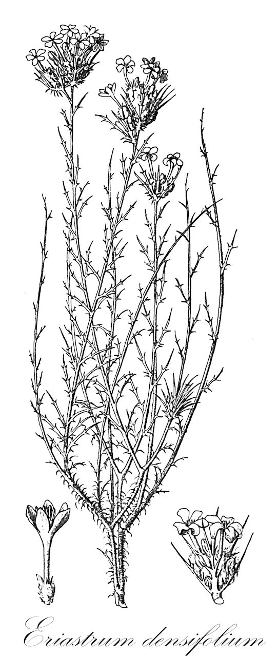 Eriastrum densifolium - Polemoniaceae,Plantae,Pteridobiotina,Angiosperms,Ericales,Polemoniaceae,Eriastrum,Eriastrum densifolium,Gilia densifolia, Gilia hugelia, Hugelia densifolia, Navarretia densifolia, Navarretia densifolia subsp. eu-densifolia, Welwitschia densifolia