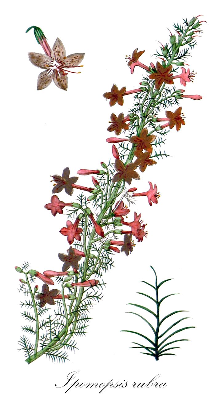 Ipomopsis rubra - Polemoniaceae,Plantae,Pteridobiotina,Angiosperms,Ericales,Polemoniaceae,Ipomopsis,Ipomopsis rubra,Cantua coronopifolia, Cantua elegans, Cantua floridana, Cantua pinnatifida, Cantua rubra, Cantua thyrsoidea, Gilia beyrichiana, Gilia coronopifolia, Gilia floridana, Gilia rubra, Gilia rubra var. capillacea, Ipomeria coronopifolia, Ipomopsis elegans, Ipomopsis picta, Navarretia rubra, Polemonium rubrum,Zypressen-Scharlachgilie