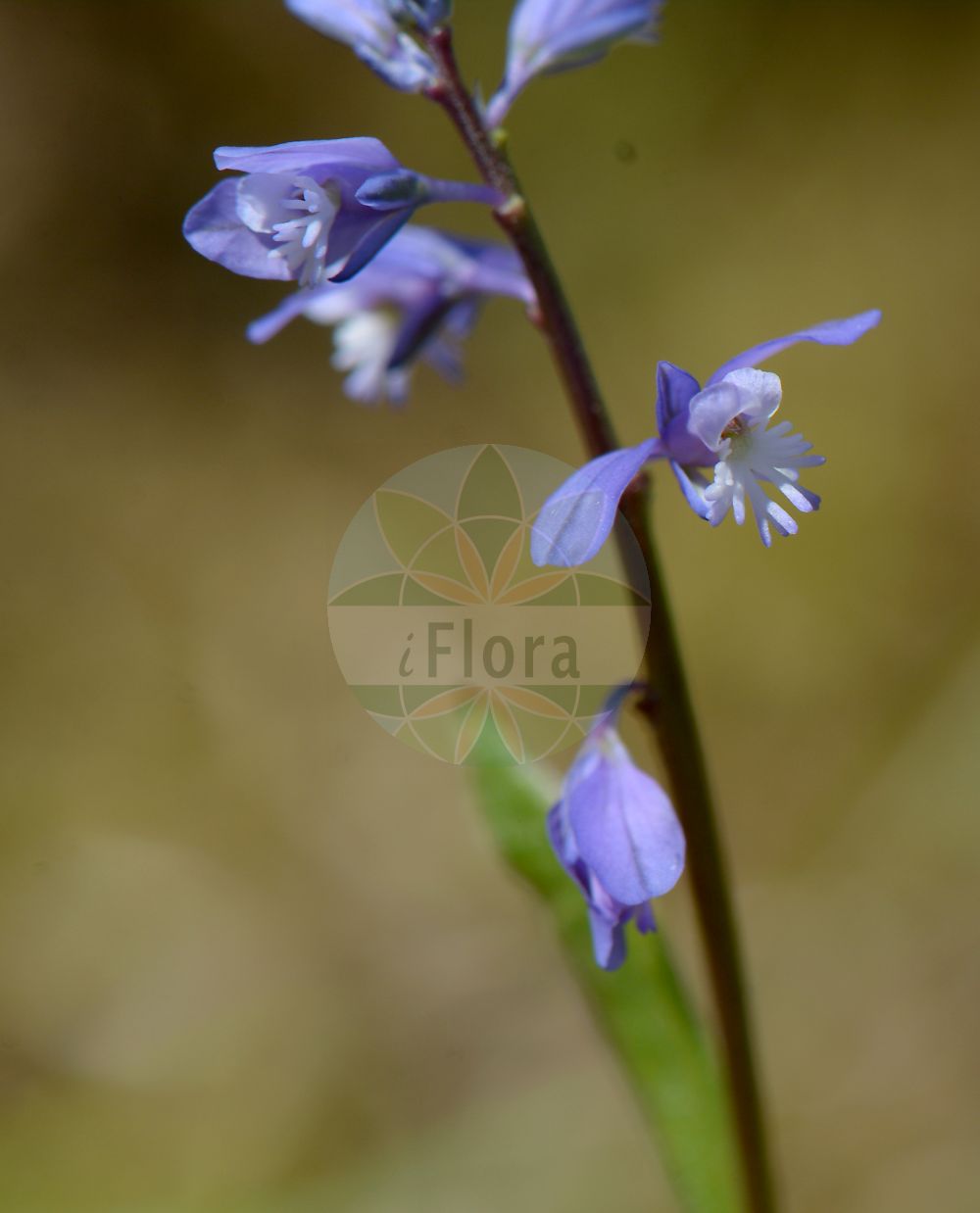 Foto von Polygala amara (Bitteres Kreuzblümchen - Dwarf Milkwort). Das Bild zeigt Blatt und Bluete. Das Foto wurde in Gössenheim, Main-Spessart, Bayern, Deutschland, Fränkische Platte aufgenommen. ---- Photo of Polygala amara (Bitteres Kreuzblümchen - Dwarf Milkwort). The image is showing leaf and flower. The picture was taken in Goessenheim, Main-Spessart, Bavaria, Germany, Fraenkische Platte.(Polygala amara,Bitteres Kreuzblümchen,Dwarf Milkwort,Polygala amara,Bitteres Kreuzbluemchen,Bitter-Kreuzblume,Dwarf Milkwort,Polygala,Kreuzblume,Milkwort,Polygalaceae,Kreuzblümchengewächse,Polygala family,Blatt,Bluete,leaf,flower)