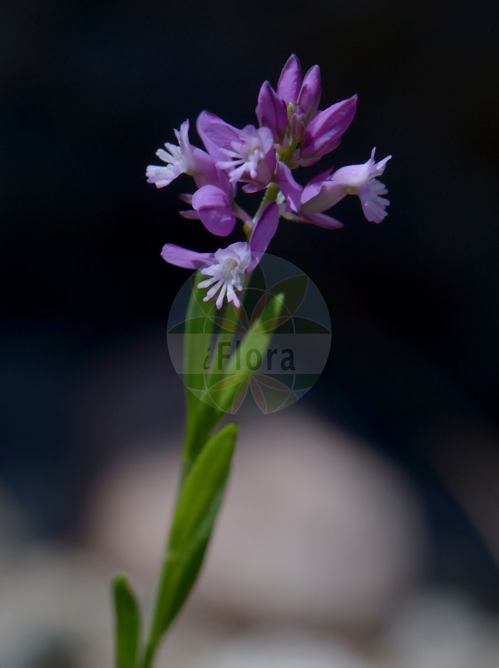 Foto von Polygala comosa (Schopfiges Kreuzblümchen - Tufted Milkwort). Das Bild zeigt Bluete. Das Foto wurde in Göteborg, Schweden aufgenommen. ---- Photo of Polygala comosa (Schopfiges Kreuzblümchen - Tufted Milkwort). The image is showing flower. The picture was taken in Gothenburg, Sweden.(Polygala comosa,Schopfiges Kreuzblümchen,Tufted Milkwort,Polygala comosa,Polygala lejeunei,Polygala podolica,Polygala wolfgangiana,Schopfiges Kreuzbluemchen,Tufted Milkwort,Polygala,Kreuzblume,Milkwort,Polygalaceae,Kreuzblümchengewächse,Polygala family,Bluete,flower)