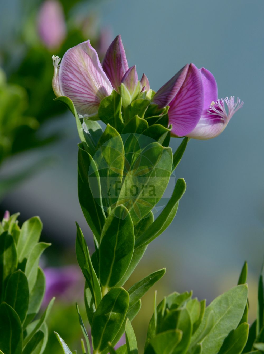 Foto von Polygala myrtifolia. Das Bild zeigt Blatt und Bluete. Das Foto wurde in Jena, Thüringen, Deutschland aufgenommen. ---- Photo of Polygala myrtifolia. The image is showing leaf and flower. The picture was taken in Jena, Thuringia, Germany.(Polygala myrtifolia,Polygala myrtifolia,Polygala,Kreuzblume,Milkwort,Polygalaceae,Kreuzblümchengewächse,Polygala family,Blatt,Bluete,leaf,flower)