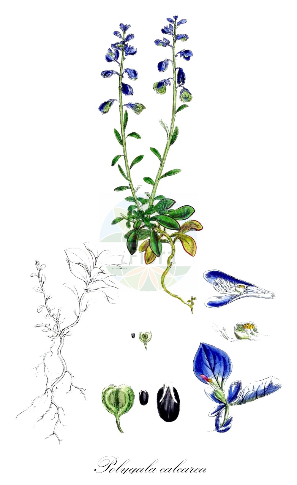 Historische Abbildung von Polygala calcarea (Kalk-Kreuzblümchen - Chalk Milkwort). Das Bild zeigt Blatt, Bluete, Frucht und Same. ---- Historical Drawing of Polygala calcarea (Kalk-Kreuzblümchen - Chalk Milkwort). The image is showing leaf, flower, fruit and seed.(Polygala calcarea,Kalk-Kreuzblümchen,Chalk Milkwort,Polygala calcarea,Kalk-Kreuzbluemchen,Chalk Milkwort,Polygala,Kreuzblume,Milkwort,Polygalaceae,Kreuzblümchengewächse,Polygala family,Blatt,Bluete,Frucht,Same,leaf,flower,fruit,seed,Sowerby (1790-1813))