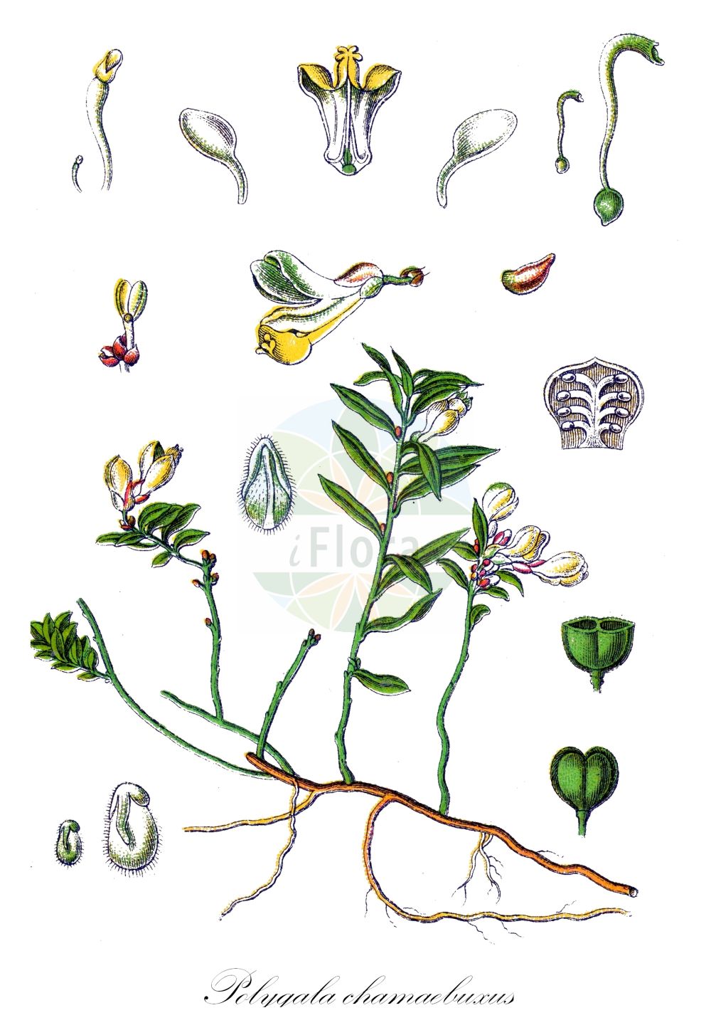 Historische Abbildung von Polygala chamaebuxus (Buchsblättriges Kreuzblümchen - Shrubby Milkwort). Das Bild zeigt Blatt, Bluete, Frucht und Same. ---- Historical Drawing of Polygala chamaebuxus (Buchsblättriges Kreuzblümchen - Shrubby Milkwort). The image is showing leaf, flower, fruit and seed.(Polygala chamaebuxus,Buchsblättriges Kreuzblümchen,Shrubby Milkwort,Chamaebuxus alpestris,Polygala chamaebuxus,Polygaloides chamaebuxus,Buchsblaettriges Kreuzbluemchen,Buchsblaettrige Kreuzblume,Buchs-Kreuzblume,Shrubby Milkwort,Bastard Box,Box-leaved Milkwort,Polygala,Kreuzblume,Milkwort,Polygalaceae,Kreuzblümchengewächse,Polygala family,Blatt,Bluete,Frucht,Same,leaf,flower,fruit,seed,Sturm (1796f))