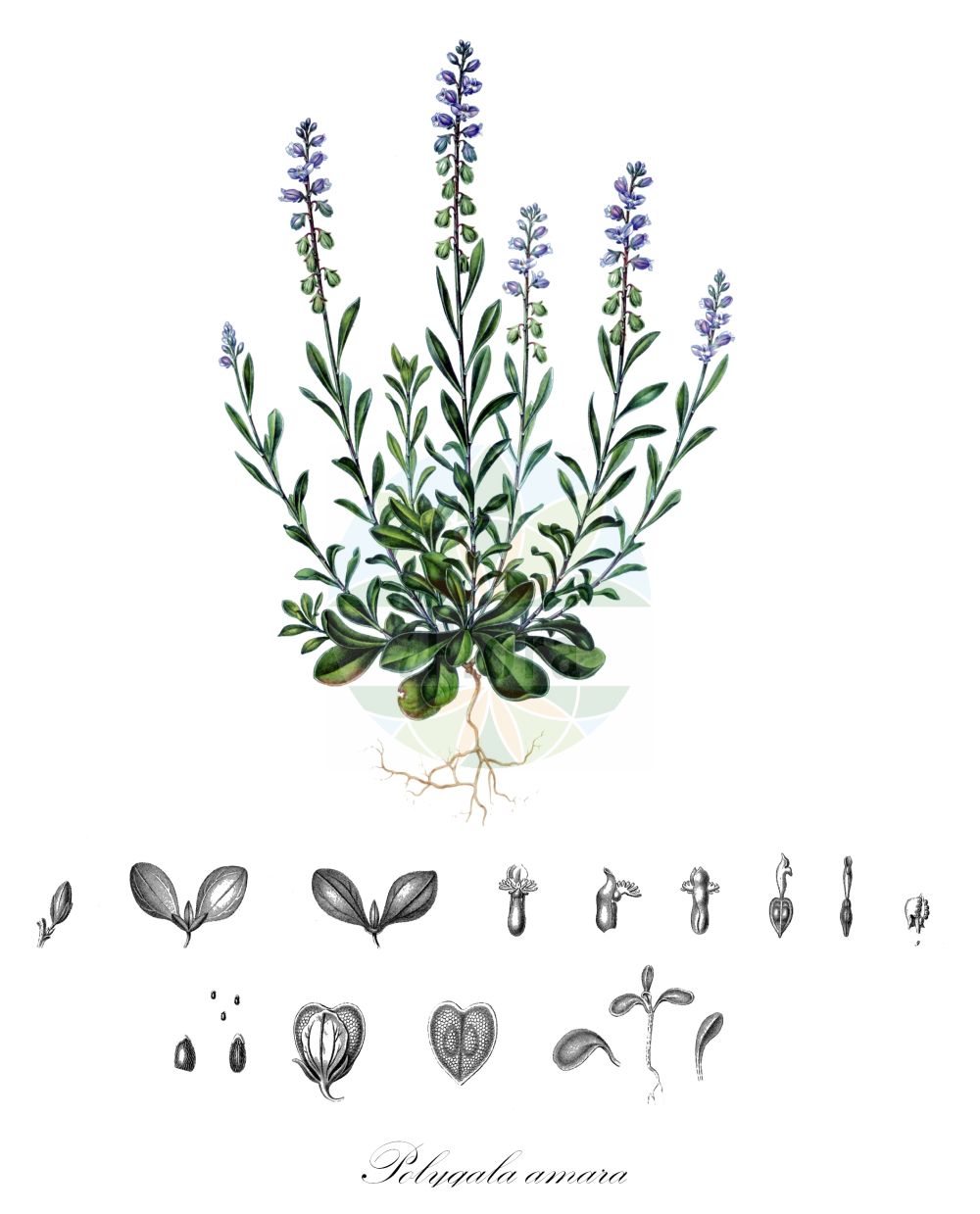 Historische Abbildung von Polygala amara (Bitteres Kreuzblümchen - Dwarf Milkwort). Das Bild zeigt Blatt, Bluete, Frucht und Same. ---- Historical Drawing of Polygala amara (Bitteres Kreuzblümchen - Dwarf Milkwort). The image is showing leaf, flower, fruit and seed.(Polygala amara,Bitteres Kreuzblümchen,Dwarf Milkwort,Polygala amara,Bitteres Kreuzbluemchen,Bitter-Kreuzblume,Dwarf Milkwort,Polygala,Kreuzblume,Milkwort,Polygalaceae,Kreuzblümchengewächse,Polygala family,Blatt,Bluete,Frucht,Same,leaf,flower,fruit,seed,Meyer (1842-1854))