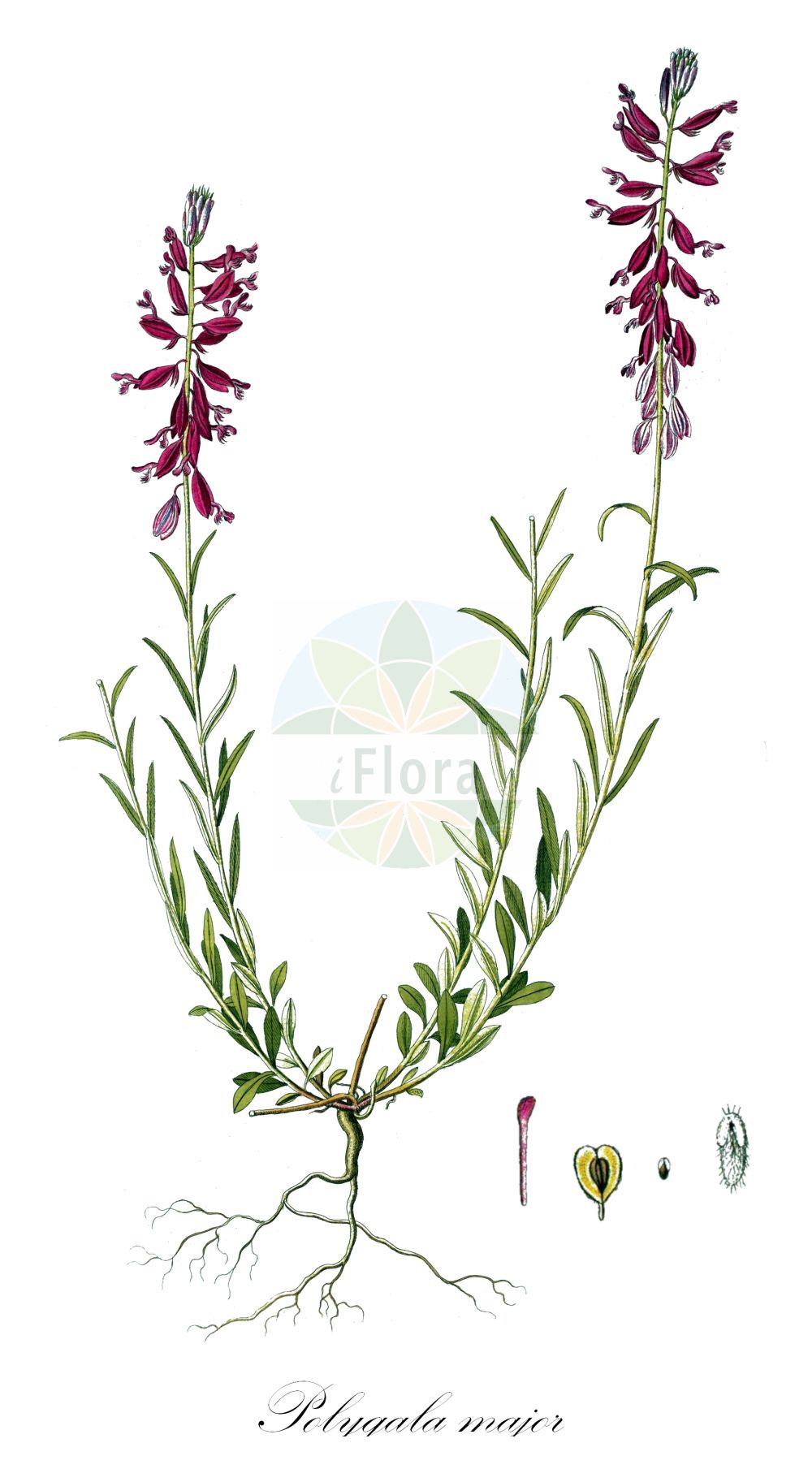 Historische Abbildung von Polygala major. Das Bild zeigt Blatt, Bluete, Frucht und Same. ---- Historical Drawing of Polygala major. The image is showing leaf, flower, fruit and seed.(Polygala major,Polygala major,Polygala moldavica,Polygala,Kreuzblume,Milkwort,Polygalaceae,Kreuzblümchengewächse,Polygala family,Blatt,Bluete,Frucht,Same,leaf,flower,fruit,seed)