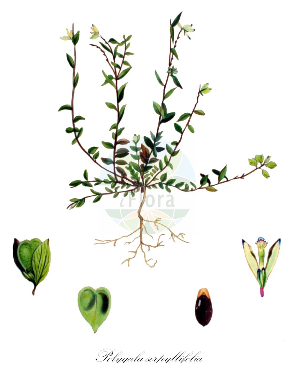 Historische Abbildung von Polygala serpyllifolia (Quendelblättriges Kreuzblümchen - Heath Milkwort). Das Bild zeigt Blatt, Bluete, Frucht und Same. ---- Historical Drawing of Polygala serpyllifolia (Quendelblättriges Kreuzblümchen - Heath Milkwort). The image is showing leaf, flower, fruit and seed.(Polygala serpyllifolia,Quendelblättriges Kreuzblümchen,Heath Milkwort,Polygala depressa,Polygala serpyllacea,Polygala serpyllifolia,Polygala vulgaris subsp. serpyllacea,Quendelblaettriges Kreuzbluemchen,Quendelblaettrige Kreuzblume,Thymianblaettrige Kreuzblume,Heath Milkwort,Polygala,Kreuzblume,Milkwort,Polygalaceae,Kreuzblümchengewächse,Polygala family,Blatt,Bluete,Frucht,Same,leaf,flower,fruit,seed,Kops (1800-1934))
