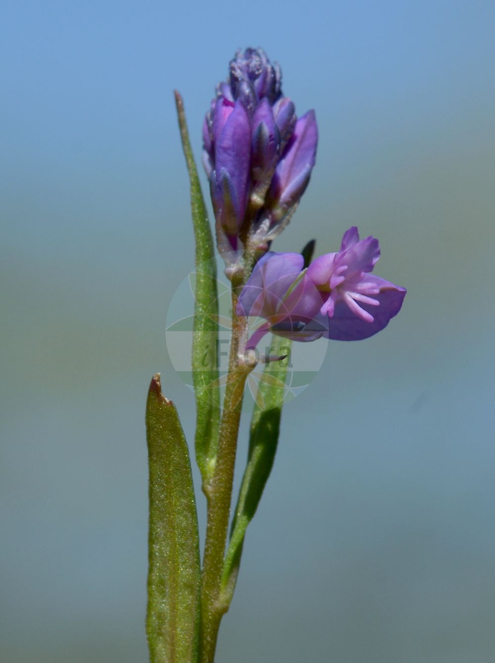 Foto von Polygala vulgaris subsp. vulgaris (Gewöhnliches Kreuzblümchen). Das Bild zeigt Blatt und Bluete. Das Foto wurde in Jakobsberg, Bingen am Rhein, Rheinland-Pfalz, Deutschland, Oberrheinisches Tiefland und Rhein-Main-Ebene aufgenommen. ---- Photo of Polygala vulgaris subsp. vulgaris (Gewöhnliches Kreuzblümchen). The image is showing leaf and flower. The picture was taken in Jakobsberg, Bingen (Rhine), Rhineland-Palatinate, Germany, Oberrheinisches Tiefland and Rhein-Main-Ebene.(Polygala vulgaris subsp. vulgaris,Gewöhnliches Kreuzblümchen,Polygala vulgaris subsp. vulgaris,Gewoehnliches Kreuzbluemchen,Polygala,Kreuzblume,Milkwort,Polygalaceae,Kreuzblümchengewächse,Polygala family,Blatt,Bluete,leaf,flower)
