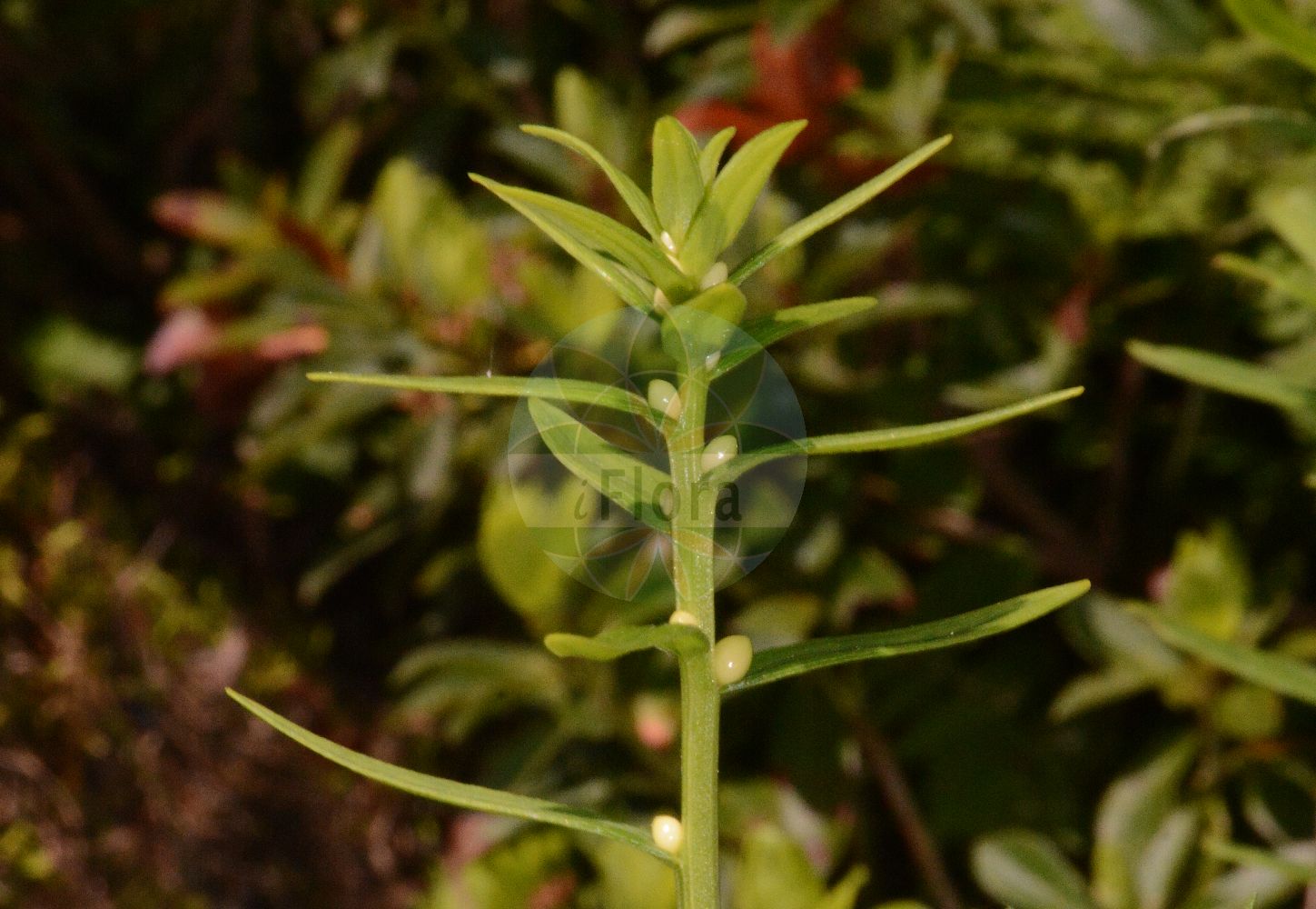 Foto von Polygala chamaebuxus (Buchsblättriges Kreuzblümchen - Shrubby Milkwort). Das Foto wurde in Linz, Oberösterreich, Österreich aufgenommen. ---- Photo of Polygala chamaebuxus (Buchsblättriges Kreuzblümchen - Shrubby Milkwort). The picture was taken in Linz, Upper Austria, Austria.(Polygala chamaebuxus,Buchsblättriges Kreuzblümchen,Shrubby Milkwort,Chamaebuxus alpestris,Polygala chamaebuxus,Polygaloides chamaebuxus,Buchsblaettriges Kreuzbluemchen,Buchsblaettrige Kreuzblume,Buchs-Kreuzblume,Shrubby Milkwort,Bastard Box,Box-leaved Milkwort,Polygala,Kreuzblume,Milkwort,Polygalaceae,Kreuzblümchengewächse,Polygala family)