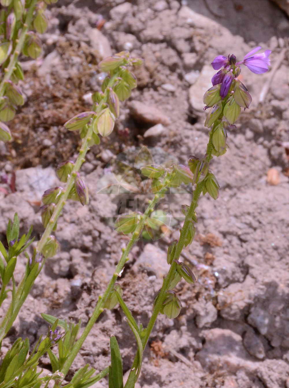 Foto von Polygala comosa (Schopfiges Kreuzblümchen - Tufted Milkwort). Das Foto wurde in Dresden, Sachsen, Deutschland aufgenommen. ---- Photo of Polygala comosa (Schopfiges Kreuzblümchen - Tufted Milkwort). The picture was taken in Dresden, Sachsen, Germany.(Polygala comosa,Schopfiges Kreuzblümchen,Tufted Milkwort,Polygala comosa,Polygala lejeunei,Polygala podolica,Polygala wolfgangiana,Schopfiges Kreuzbluemchen,Tufted Milkwort,Polygala,Kreuzblume,Milkwort,Polygalaceae,Kreuzblümchengewächse,Polygala family)