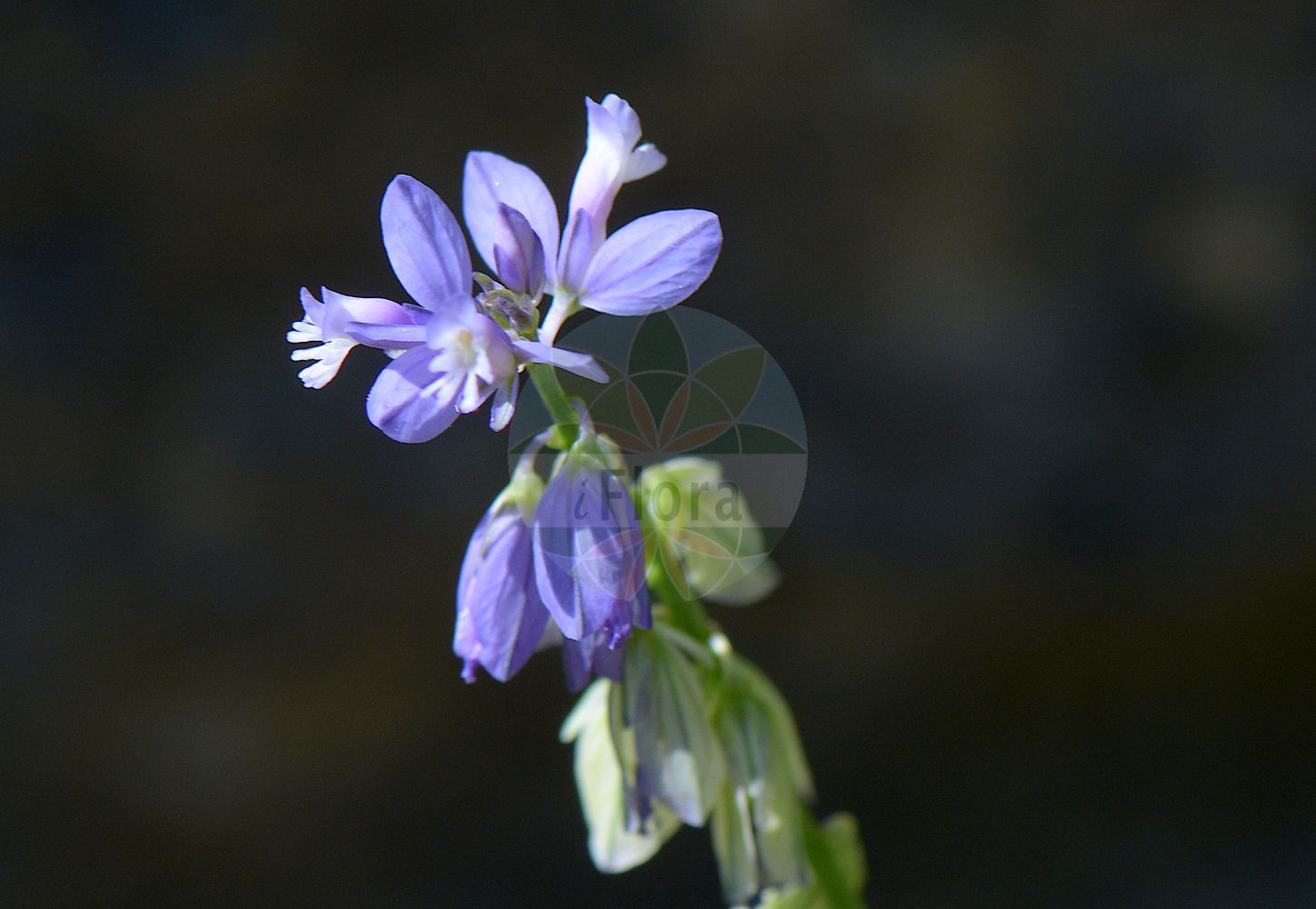 Foto von Polygala vulgaris (Gewöhnliches Kreuzblümchen - Common Milkwort). Das Foto wurde in Göteborg, Schweden aufgenommen. ---- Photo of Polygala vulgaris (Gewöhnliches Kreuzblümchen - Common Milkwort). The picture was taken in Gothenburg, Sweden.(Polygala vulgaris,Gewöhnliches Kreuzblümchen,Common Milkwort,Polygala angustifolia,Polygala ciliata,Polygala lusitanica,Polygala vulgaris,Polygala vulgaris var. lusitanica,Gewoehnliches Kreuzbluemchen,Armbluetiges Kreuzbluemchen,Gewoehnliche Wiesen-Kreuzblume,Schmalfluegelige Kreuzblume,Wiesen-Kreuzblume,Common Milkwort,Cross Flower,Gand Flower,Polygala,Kreuzblume,Milkwort,Polygalaceae,Kreuzblümchengewächse,Polygala family)
