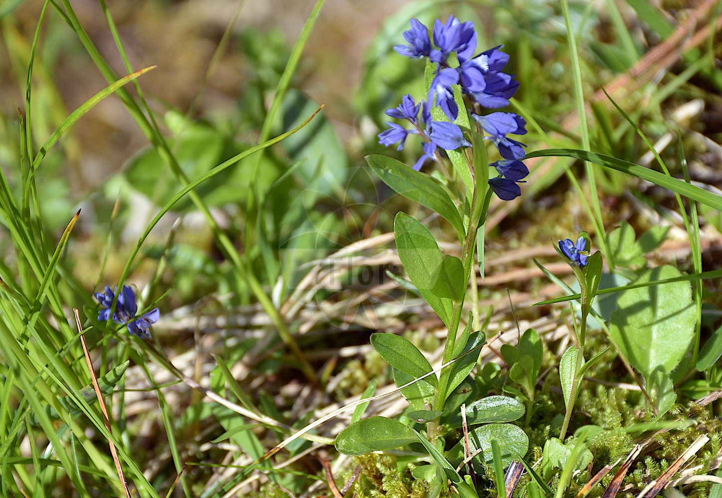 Foto von Polygala vulgaris (Gewöhnliches Kreuzblümchen - Common Milkwort). Das Foto wurde in Schachen, Garmisch-Partenkirchen, Bayern, Deutschland, Alpen aufgenommen. ---- Photo of Polygala vulgaris (Gewöhnliches Kreuzblümchen - Common Milkwort). The picture was taken in Schachen, Garmisch-Partenkirchen, Bavaria, Germany, Alps.(Polygala vulgaris,Gewöhnliches Kreuzblümchen,Common Milkwort,Polygala angustifolia,Polygala ciliata,Polygala lusitanica,Polygala vulgaris,Polygala vulgaris var. lusitanica,Gewoehnliches Kreuzbluemchen,Armbluetiges Kreuzbluemchen,Gewoehnliche Wiesen-Kreuzblume,Schmalfluegelige Kreuzblume,Wiesen-Kreuzblume,Common Milkwort,Cross Flower,Gand Flower,Polygala,Kreuzblume,Milkwort,Polygalaceae,Kreuzblümchengewächse,Polygala family)