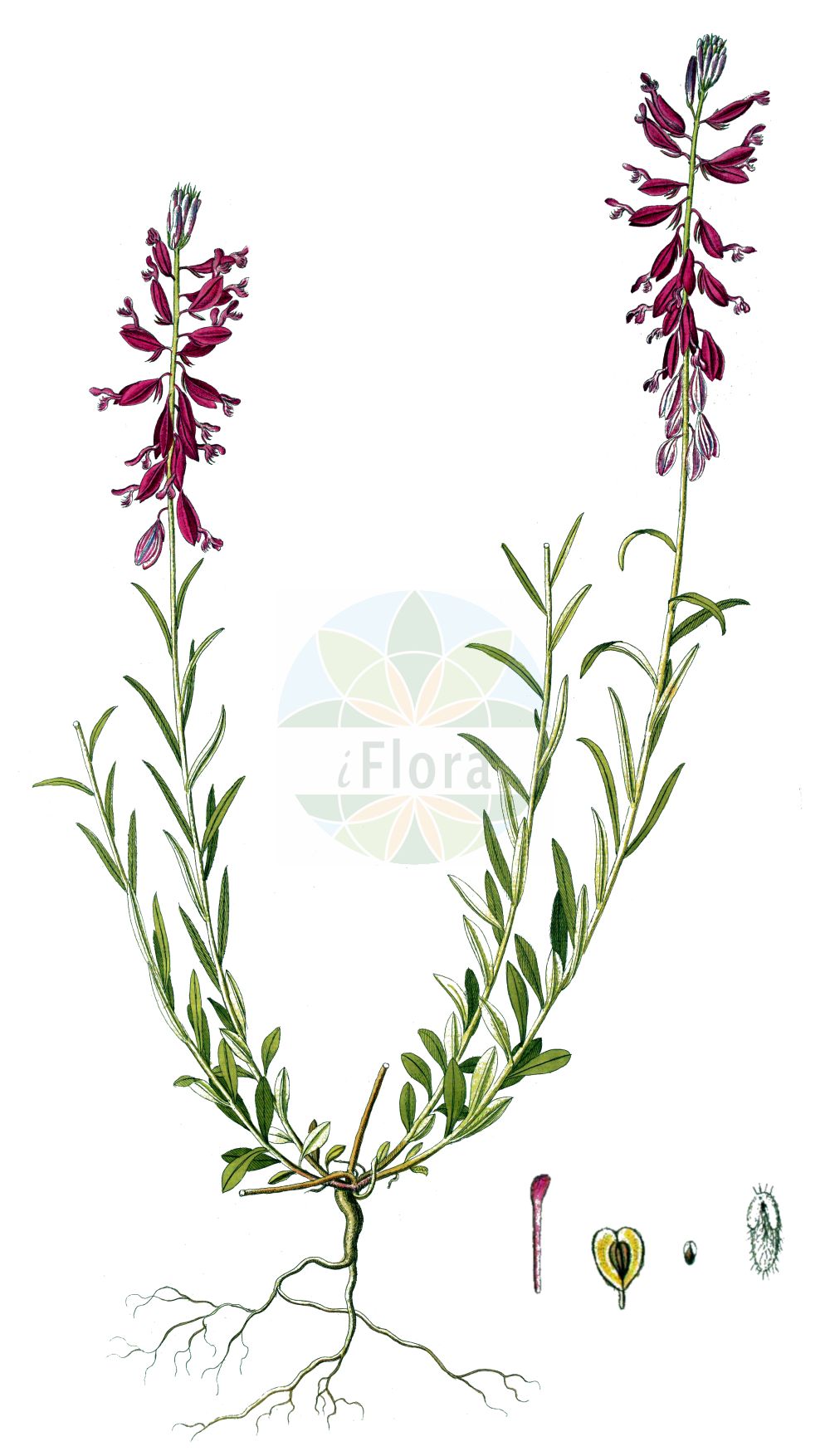Historische Abbildung von Polygala major. Das Bild zeigt Blatt, Bluete, Frucht und Same. ---- Historical Drawing of Polygala major. The image is showing leaf, flower, fruit and seed.(Polygala major,Polygala major,Polygala moldavica,Polygala,Kreuzblume,Milkwort,Polygalaceae,Kreuzblümchengewächse,Polygala family,Blatt,Bluete,Frucht,Same,leaf,flower,fruit,seed)