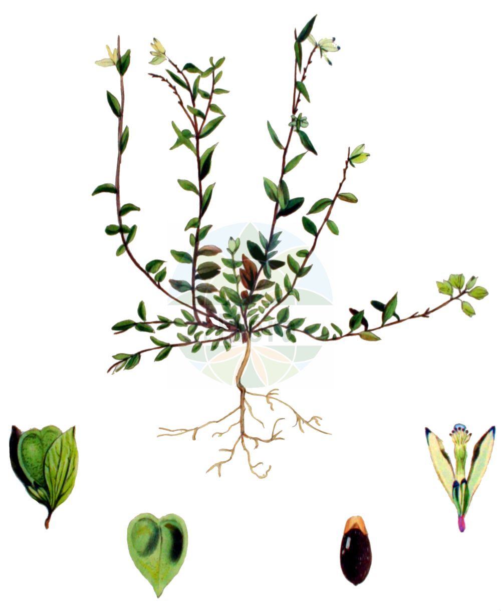 Historische Abbildung von Polygala serpyllifolia (Quendelblättriges Kreuzblümchen - Heath Milkwort). Das Bild zeigt Blatt, Bluete, Frucht und Same. ---- Historical Drawing of Polygala serpyllifolia (Quendelblättriges Kreuzblümchen - Heath Milkwort). The image is showing leaf, flower, fruit and seed.(Polygala serpyllifolia,Quendelblättriges Kreuzblümchen,Heath Milkwort,Polygala depressa,Polygala serpyllacea,Polygala serpyllifolia,Polygala vulgaris subsp. serpyllacea,Quendelblaettriges Kreuzbluemchen,Quendelblaettrige Kreuzblume,Thymianblaettrige Kreuzblume,Heath Milkwort,Polygala,Kreuzblume,Milkwort,Polygalaceae,Kreuzblümchengewächse,Polygala family,Blatt,Bluete,Frucht,Same,leaf,flower,fruit,seed,Kops (1800-1934))