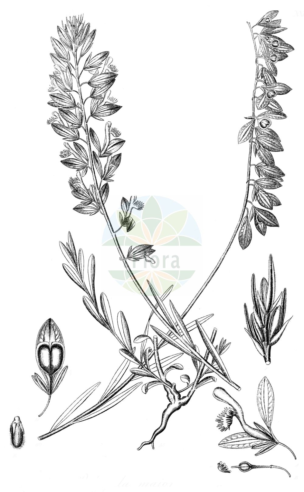 Historische Abbildung von Polygala major. Das Bild zeigt Blatt, Bluete, Frucht und Same. ---- Historical Drawing of Polygala major. The image is showing leaf, flower, fruit and seed.(Polygala major,Polygala major,Polygala moldavica,Polygala,Kreuzblume,Milkwort,Polygalaceae,Kreuzblümchengewächse,Polygala family,Blatt,Bluete,Frucht,Same,leaf,flower,fruit,seed,Reichenbach (1823-1832))