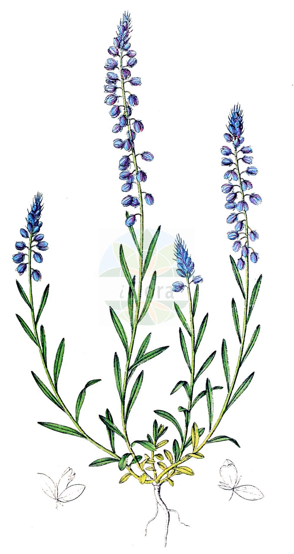 Historische Abbildung von Polygala comosa (Schopfiges Kreuzblümchen - Tufted Milkwort). Das Bild zeigt Blatt, Bluete, Frucht und Same. ---- Historical Drawing of Polygala comosa (Schopfiges Kreuzblümchen - Tufted Milkwort). The image is showing leaf, flower, fruit and seed.(Polygala comosa,Schopfiges Kreuzblümchen,Tufted Milkwort,Polygala comosa,Polygala lejeunei,Polygala podolica,Polygala wolfgangiana,Schopfiges Kreuzbluemchen,Tufted Milkwort,Polygala,Kreuzblume,Milkwort,Polygalaceae,Kreuzblümchengewächse,Polygala family,Blatt,Bluete,Frucht,Same,leaf,flower,fruit,seed,Dietrich (1833-1844))