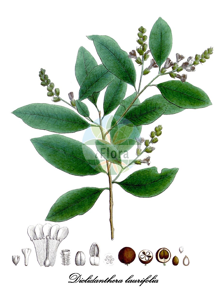 Historische Abbildung von Diclidanthera laurifolia. Das Bild zeigt Blatt, Bluete, Frucht und Same. ---- Historical Drawing of Diclidanthera laurifolia. The image is showing leaf, flower, fruit and seed.(Diclidanthera laurifolia,Diclidanthera,Polygalaceae,Kreuzblumengewächse,Polygala family,Blatt,Bluete,Frucht,Same,leaf,flower,fruit,seed,von Martius (1824-1832))