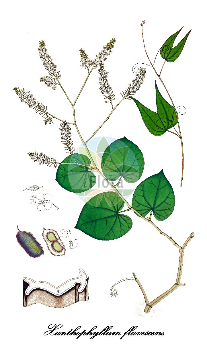 Historische Abbildung von Xanthophyllum flavescens. Das Bild zeigt Blatt, Bluete, Frucht und Same. ---- Historical Drawing of Xanthophyllum flavescens. The image is showing leaf, flower, fruit and seed.(Xanthophyllum flavescens,Xanthophyllum,Polygalaceae,Kreuzblumengewächse,Polygala family,Blatt,Bluete,Frucht,Same,leaf,flower,fruit,seed,Roxburgh (1795-1819))
