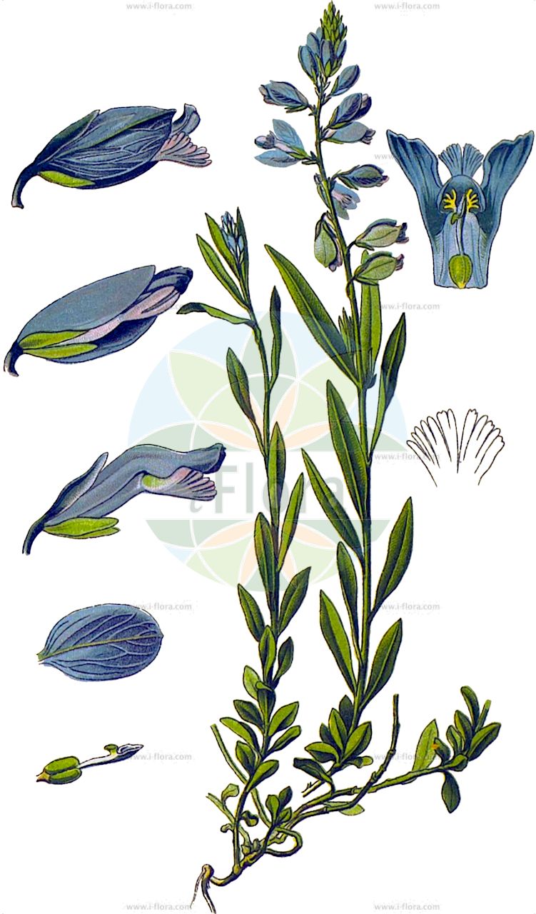 Polygala vulgaris - Polygalaceae,Plantae,Pteridobiotina,Angiosperms,Fabales,Polygalaceae,Polygala,Polygala vulgaris,Polygala angustifolia, Polygala aquitanica, Polygala babingtonii, Polygala ballii, Polygala basaltica, Polygala caespitosa, Polygala coerulea, Polygala dubia, Polygala insubrica, Polygala involutiflora, Polygala lensei, Polygala michaletii, Polygala moriana, Polygala oberthueri, Polygala oxyptera, Polygala reticulata, Polygala spuria, Polygala stojanovii, Polygala transsilvanica, Polygala vaillantii, Polygala verviana, Polygala vulgaris subsp. oxyptera,Gewöhnliches Kreuzblümchen;Spitzflügliges Kreuzblümchen;Armblütige Kreuzblume;Gewöhnliche Kreuzblume;Schönflügelige Kreuzblume;Spitzflügelige Kreuzblume;Gewöhnliche Wiesen-Kreuzblume;Schmalflügelige Kreuzblume;Wiesen-Kreuzblume;Spitzflügelige Kreuzblume;Schmalflügelige Wiesen-Kreuzblume;Armblütiges Kreuzblümchen;common milkwort;cross flower;gand flower;Polygale commun;Polygale à ailes étroites;polygala commun;herbe à lait;laitier;polygale à ailes aiguës;polygale à ailes étroites;polygale vulgaire;polygalon;poligala de hoja angosta;polígala de hoja angosta;hierba de la cría;hierba de la tos;hierba lechera;lechera;polígala común;polígala lechera;polígala vulgar;Poligala comune;erba bozzolina;bozzolina;gewoone kruisbloem;gewoone vleugeltjesbloem;gewone kruisbloem;gewone vleugeltjesbloem;erva-leiteira;leitarega;leitariga;polígala-ordinária;polígala-vulgar;истод обыкновенный;sütotu;poligala e zakonshme;poligalë;angelets;herba de la tos;ilet de la Verge;polígala vulgar;krestušac;obični krestušac;jungfrulin;almindelig mælkeurt;krzyżownica ostroskrzydełkowa;krzyżownica pospolita;krzyżownica zwyczajna;navadna grebenuša;hegyi pacsirtafű;vítod obecný;şopîrliţă;horčinka obyčajná;vitod obyčajný;обикновена телчарка;телчарка;harilik vahulill;parastā ziepenīte;stor blåfjør;isolinnunruoho;крестушац;обични крестушац;paprastoji putokšlė;πολίγαλο