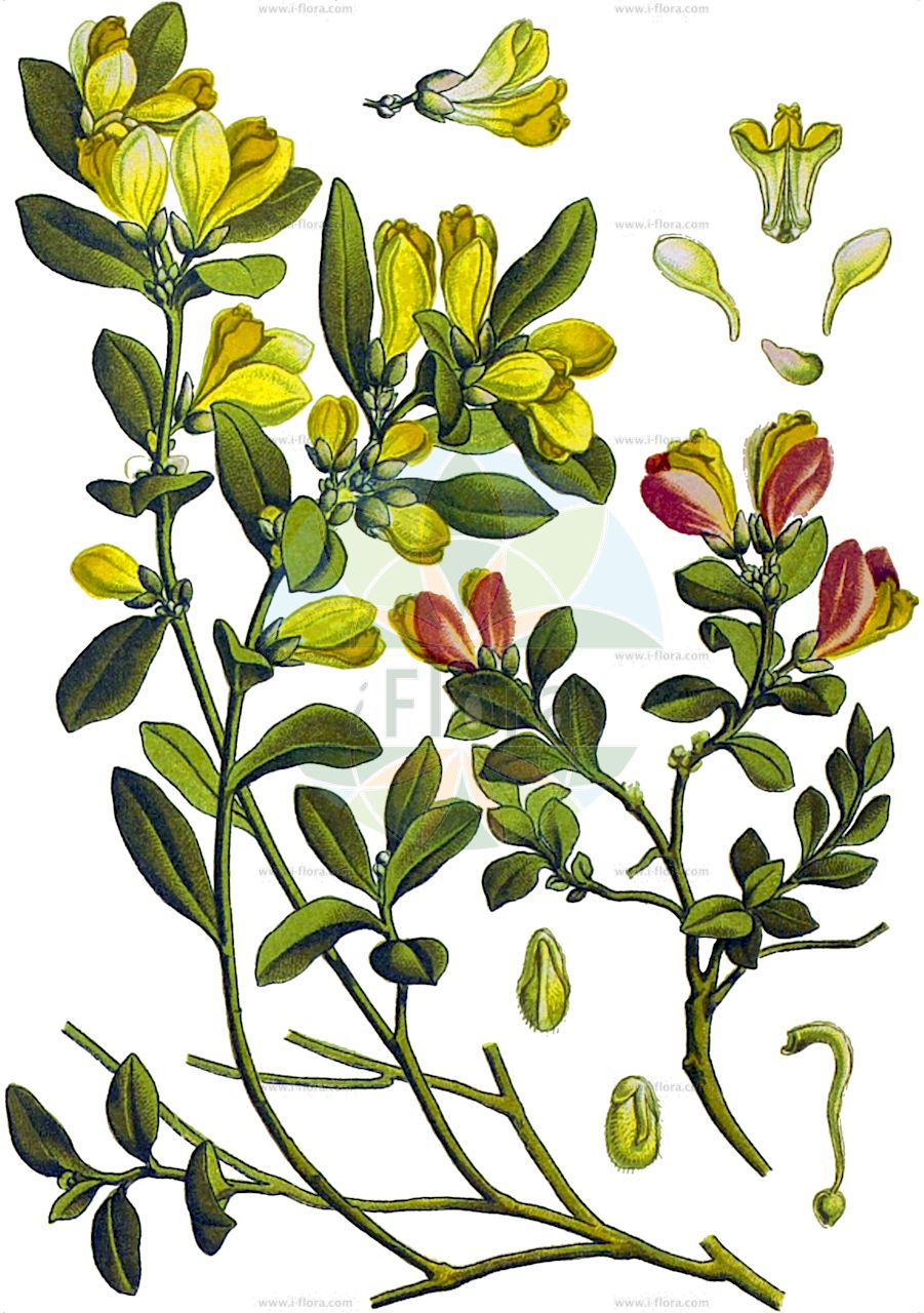 Polygaloides chamaebuxus - Polygalaceae,Plantae,Pteridobiotina,Angiosperms,Fabales,Polygalaceae,Polygaloides,Polygaloides chamaebuxus,Chamaebuxus alpestris, Chamaebuxus coriacea, Chamaebuxus polygaleoides, Chamaebuxus vulgaris, Polygala chamaebuxus, Tertria chamaebuxus,Buchsblättrige Kreuzblume;Buchsblättriges Kreuzblümchen;Zwergbuchs-Kreuzblume;Buchs-Kreuzblume;Zwergbuchs;shrubby milkwort;bastard box;box-leaved milkwort;Polygale petit buis;polygala petit-buis;faux buis;polygale faux-buis;polygale petit-buis;Poligala falso bosso;poligala falso-bosso;šimširasti krestušac;žanevec;puszpáng pacsirtafű;zimostrázek alpský;horčinka