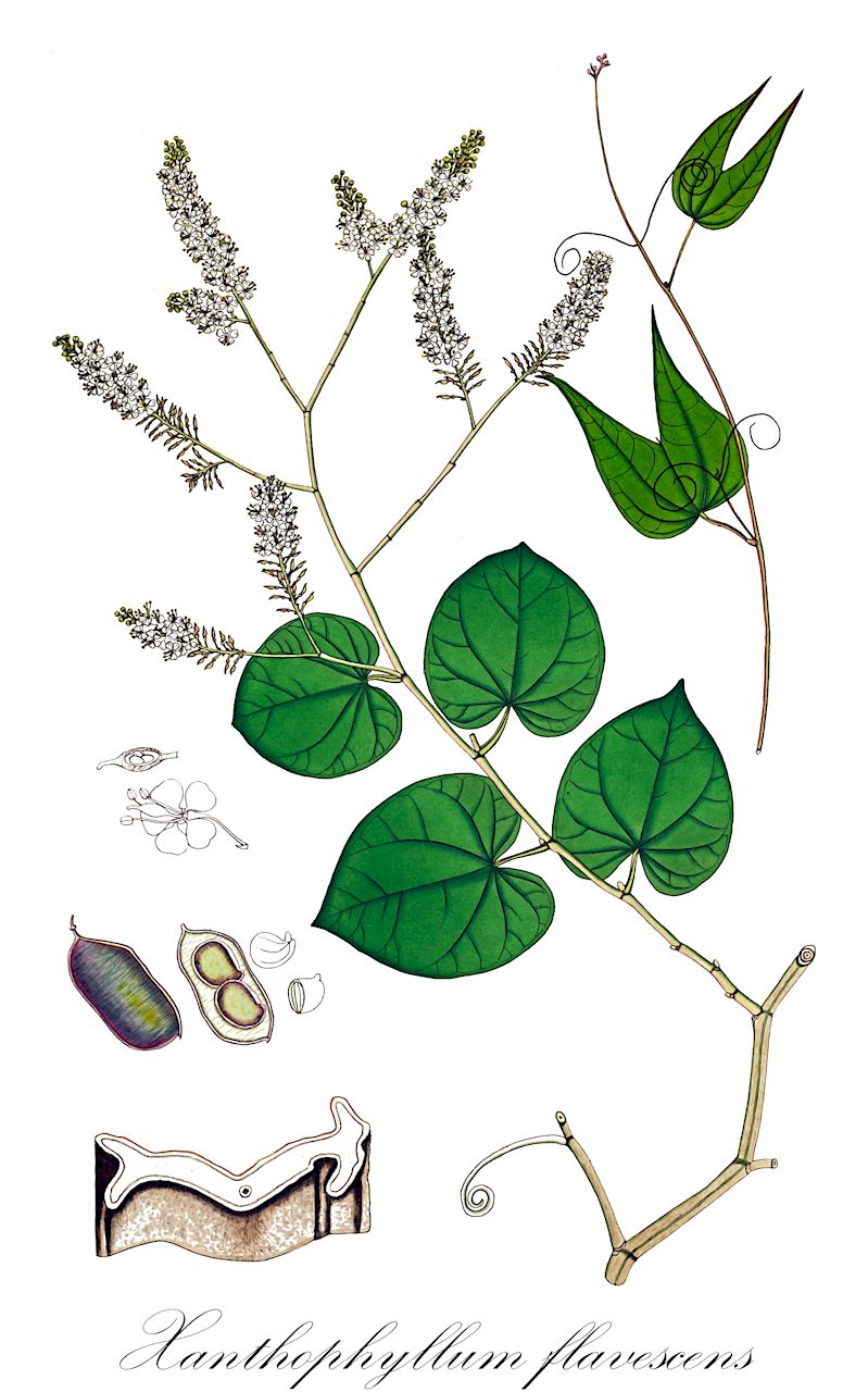 Xanthophyllum flavescens - Polygalaceae,Plantae,Pteridobiotina,Angiosperms,Fabales,Polygalaceae,Xanthophyllum,Xanthophyllum flavescens,Banisteroides affine, Kaulfussia geminiflora, Xanthophyllum adenopodum, Xanthophyllum affine, Xanthophyllum angustifolium, Xanthophyllum arnottianum, Xanthophyllum floriferum, Xanthophyllum geminiflorum, Xanthophyllum glandulosum, Xanthophyllum loheri, Xanthophyllum multiramosum, Xanthophyllum obliquum, Xanthophyllum pallidum, Xanthophyllum roxburghianum, Xanthophyllum sarawakensis, Xanthophyllum siamense, Xanthophyllum undulatum, Xanthophyllum virescens