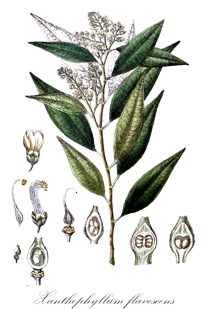 Xanthophyllum flavescens - Polygalaceae,Plantae,Pteridobiotina,Angiosperms,Fabales,Polygalaceae,Xanthophyllum,Xanthophyllum flavescens,Banisteroides affine, Kaulfussia geminiflora, Xanthophyllum adenopodum, Xanthophyllum affine, Xanthophyllum angustifolium, Xanthophyllum arnottianum, Xanthophyllum floriferum, Xanthophyllum geminiflorum, Xanthophyllum glandulosum, Xanthophyllum loheri, Xanthophyllum multiramosum, Xanthophyllum obliquum, Xanthophyllum pallidum, Xanthophyllum roxburghianum, Xanthophyllum sarawakensis, Xanthophyllum siamense, Xanthophyllum undulatum, Xanthophyllum virescens