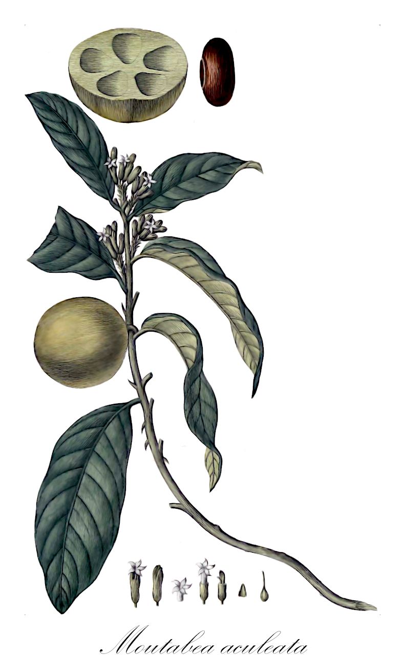 Moutabea aculeata - Polygalaceae,Plantae,Pteridobiotina,Angiosperms,Fabales,Polygalaceae,Moutabea,Moutabea aculeata,Acosta aculeata, Moutabea acostae, Moutabea dibotrya, Moutabea longifolia