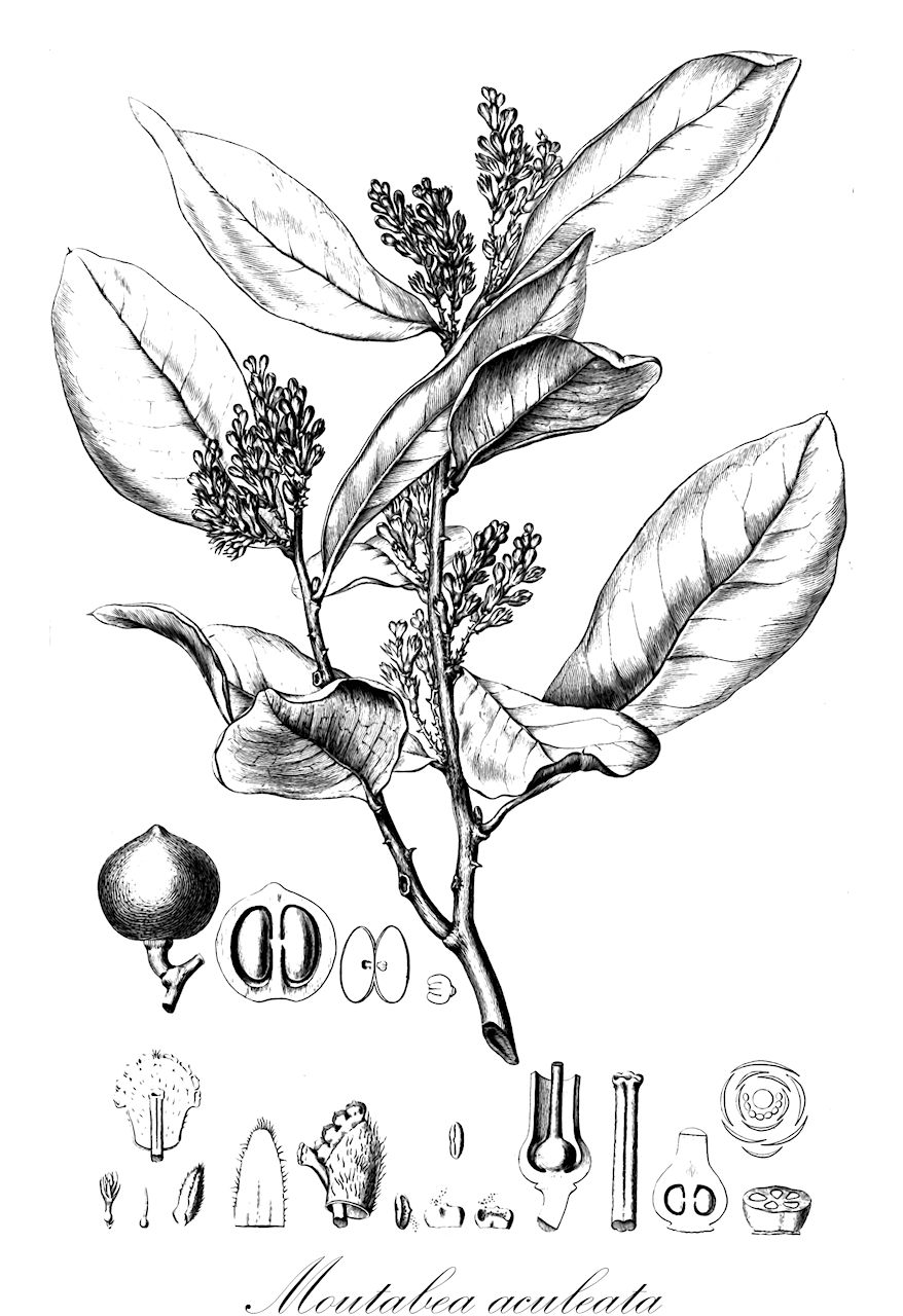Moutabea aculeata - Polygalaceae,Plantae,Pteridobiotina,Angiosperms,Fabales,Polygalaceae,Moutabea,Moutabea aculeata,Acosta aculeata, Moutabea acostae, Moutabea dibotrya, Moutabea longifolia