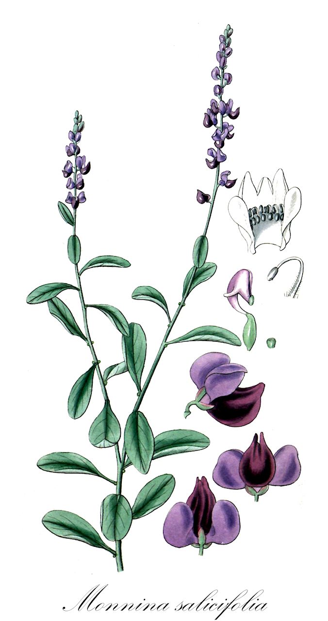 Monnina salicifolia - Polygalaceae,Plantae,Pteridobiotina,Angiosperms,Fabales,Polygalaceae,Monnina,Monnina salicifolia,Hebeandra phillyreoides, Monnina crotalarioides, Monnina crotalarioides var. crotalarioides, Monnina crotalarioides var. glabrescens, Monnina crotalarioides var. leptostachys, Monnina crotalarioides var. macrophylla, Monnina crotalarioides var. pseudoloxensis, Monnina obtusifolia, Monnina obtusifolia var. oblongifolia, Monnina phillyreoides, Monnina salicifolia var. salicifolia