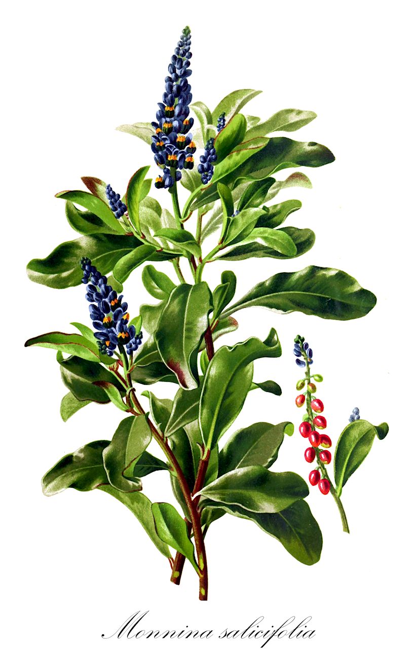 Monnina salicifolia - Polygalaceae,Plantae,Pteridobiotina,Angiosperms,Fabales,Polygalaceae,Monnina,Monnina salicifolia,Hebeandra phillyreoides, Monnina crotalarioides, Monnina crotalarioides var. crotalarioides, Monnina crotalarioides var. glabrescens, Monnina crotalarioides var. leptostachys, Monnina crotalarioides var. macrophylla, Monnina crotalarioides var. pseudoloxensis, Monnina obtusifolia, Monnina obtusifolia var. oblongifolia, Monnina phillyreoides, Monnina salicifolia var. salicifolia